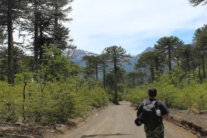 Camino hacia inicio del sendero Sierra Nevada, Parque Nacional Conguillío