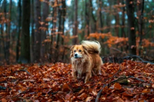 Perro en un parque nacional en otoño