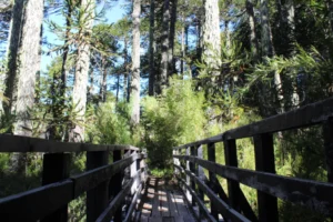 Sendero Parque Nacional Nonguén