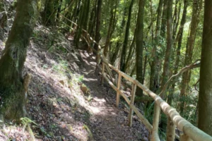 Sendero 2 Parque Nacional Nonguén