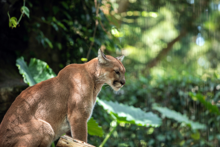 Puma en la naturaleza