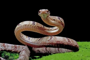 Serpiente